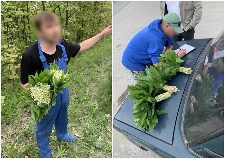 В мэрии Тольятти организуют рейды по пресечению торговли редкими первоцветами. За сбор и продажу ландышей предусмотрены административные штрафы от 1,5 до 5 тысяч рублей.
