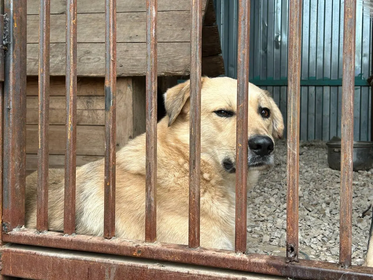 В селе Борское несовершеннолетнего укусила безнадзорная собака. Суд по иску прокуратуры обязал районную администрацию выплатить пострадавшему 100 тыс. рублей компенсации морального вреда.