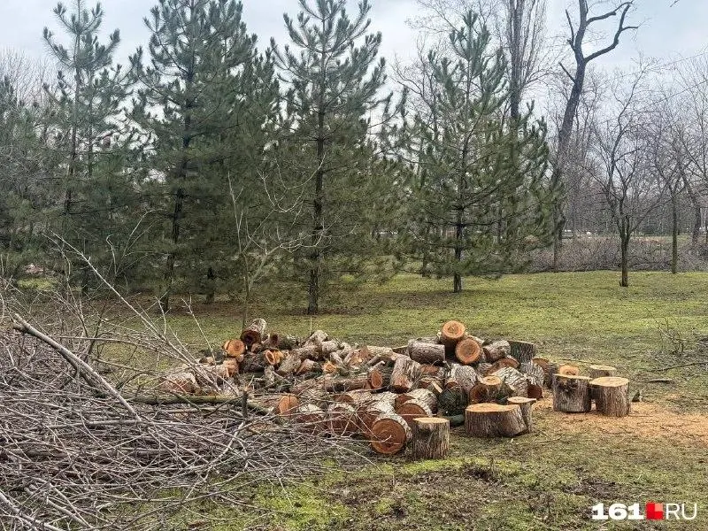 Защитники природы заявляют о вырубке 433 га ясеней в Ростове‑на‑Дону, подозревают коррупцию при выделении участков и настаивают на применении щадящих методов борьбы с вредителем вместо тотального уничтожения деревьев.