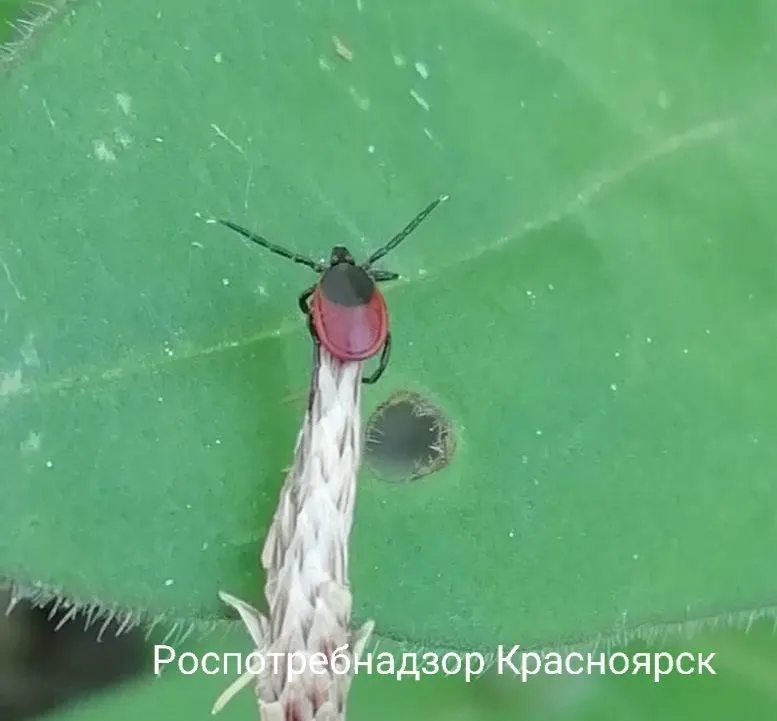 С начала сезона зарегистрировано свыше 43 тыс. обращений по укусам клещей. Проведена обработка более 46 тыс. гектаров, привиты свыше 2,2 млн человек.