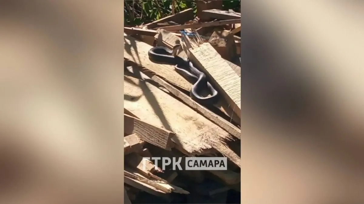 На одном из участков в Тольятти обнаружили неядовитую змею длиной около двух метров — она не проявляла агрессии и удивила дачников.