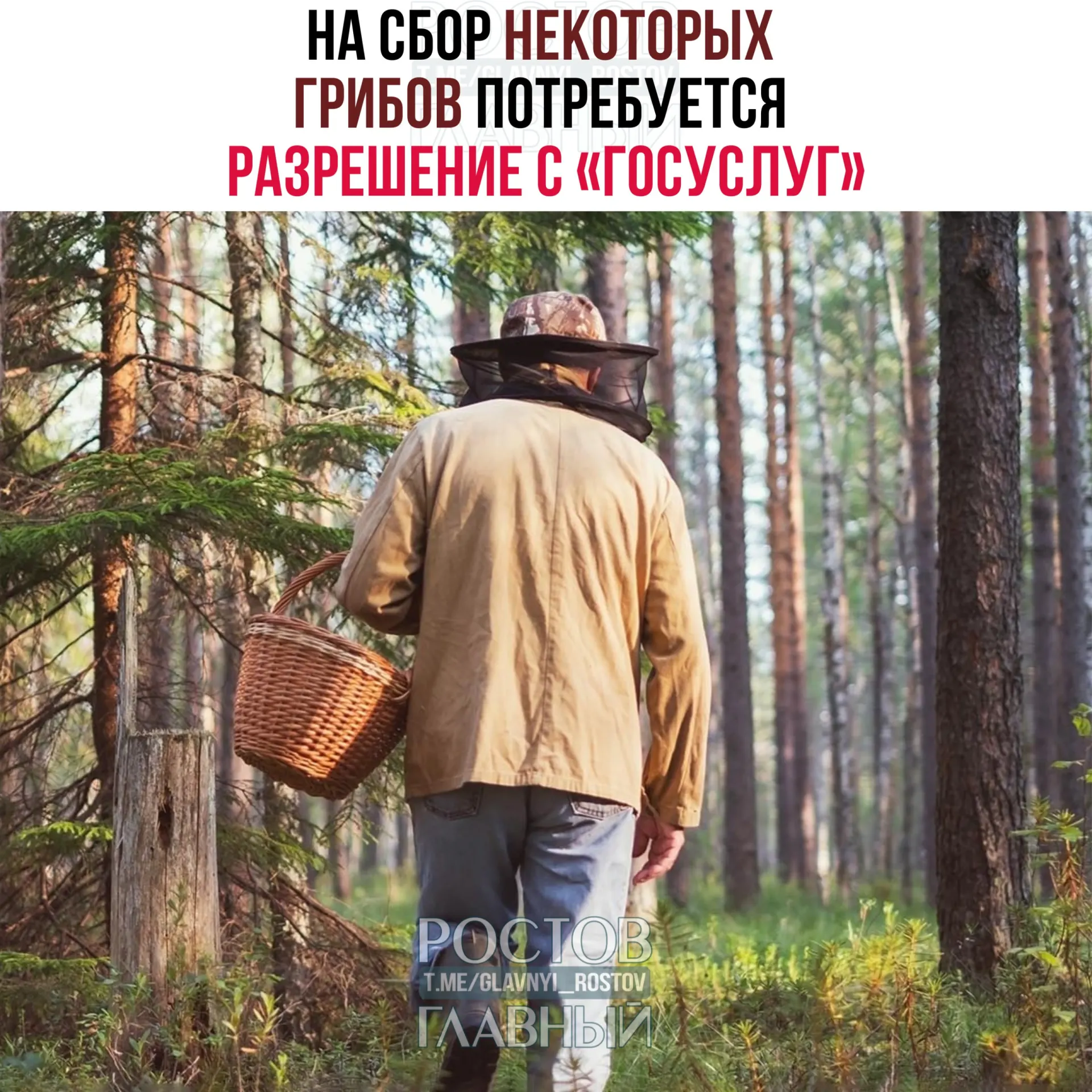 С 2027 года для сбора некоторых редких видов грибов нужно будет оформлять разрешение на портале «Госуслуги». Заявки будут рассматривать до 15 дней, а за сбор охраняемых видов без разрешения грозит уголовная ответственность.
