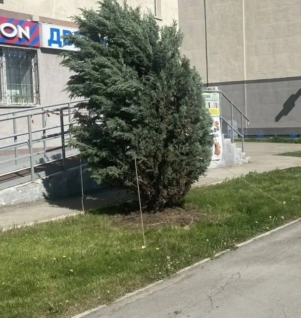 На улице Осетинской дерево почти погибало: администрация подкопала корни и установила растяжку — ёлочку привели в порядок, теперь она будет радовать жителей.