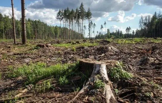 По словам заместителя директора по научной деятельности нацпарка «Самарская Лука», лесистость региона упала с почти 40% до 13,8% территории. Дополнительный вред экосистемам наносят бесконтрольные заезды квадроциклов и мотоциклов.