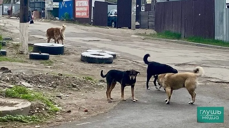 Следственное управление СКР по региону сообщает, что за пять лет было возбуждено свыше 60 уголовных дел, связанных с атаками бродячих собак; некоторые дела дошли до суда.
