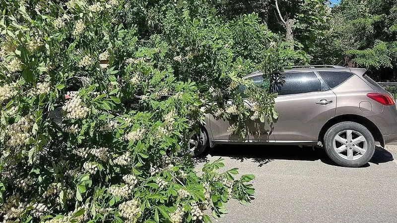 На Театральной площади в Саратове ствол большого дерева рухнул на автомобиль и перекрыл проезжую часть. По словам очевидцев, инцидент произошёл рядом с лицеем имени В. И. Разумовского.