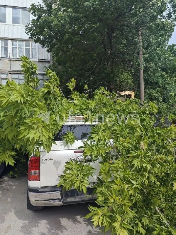 На Казанской, 8 ствол дерева сломался посередине и упал на припаркованные машины. Пострадавших не видно, очевидцы предполагают, что дерево было гнилым.