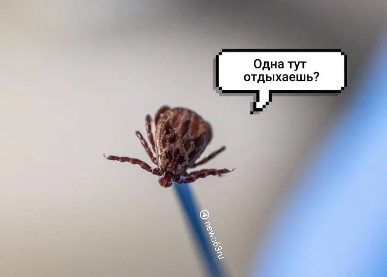 Роспотребнадзор сообщил, что с начала сезона в регионе пострадали 945 человек; у 76 клещей выявили ДНК боррелиоза, один экземпляр оказался заражён вирусом клещевого энцефалита.