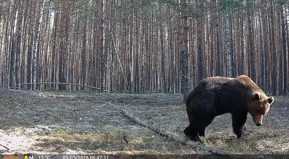 В мае фотоловушки в лесах Нижнего Новгорода зафиксировали несколько эпизодов: медведи по-разному реагировали на камеры, а рысь сидела в ожидании добычи.