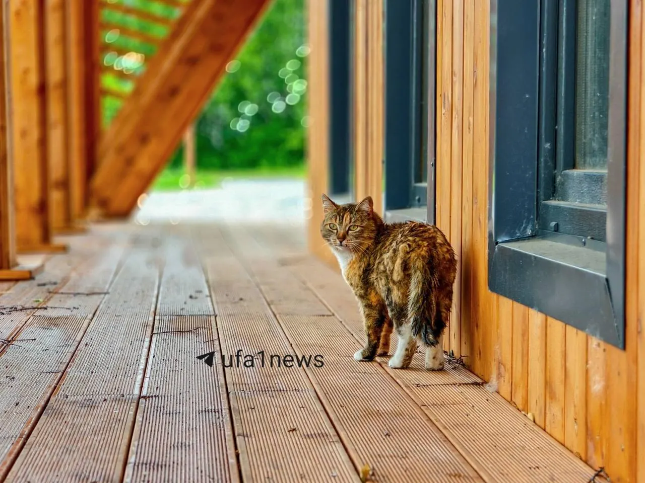 Житель Верхотора снял редкую кошку. Сейчас +13°С, днем до +19°С — местные предупреждают о возможных грозах.