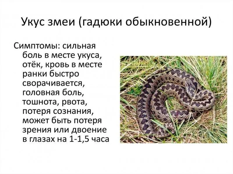 С наступлением тепла в лесах и на дачах региона участились встречи с ядовитыми змеями. Сезон их активности длится до октября — будьте осторожны.