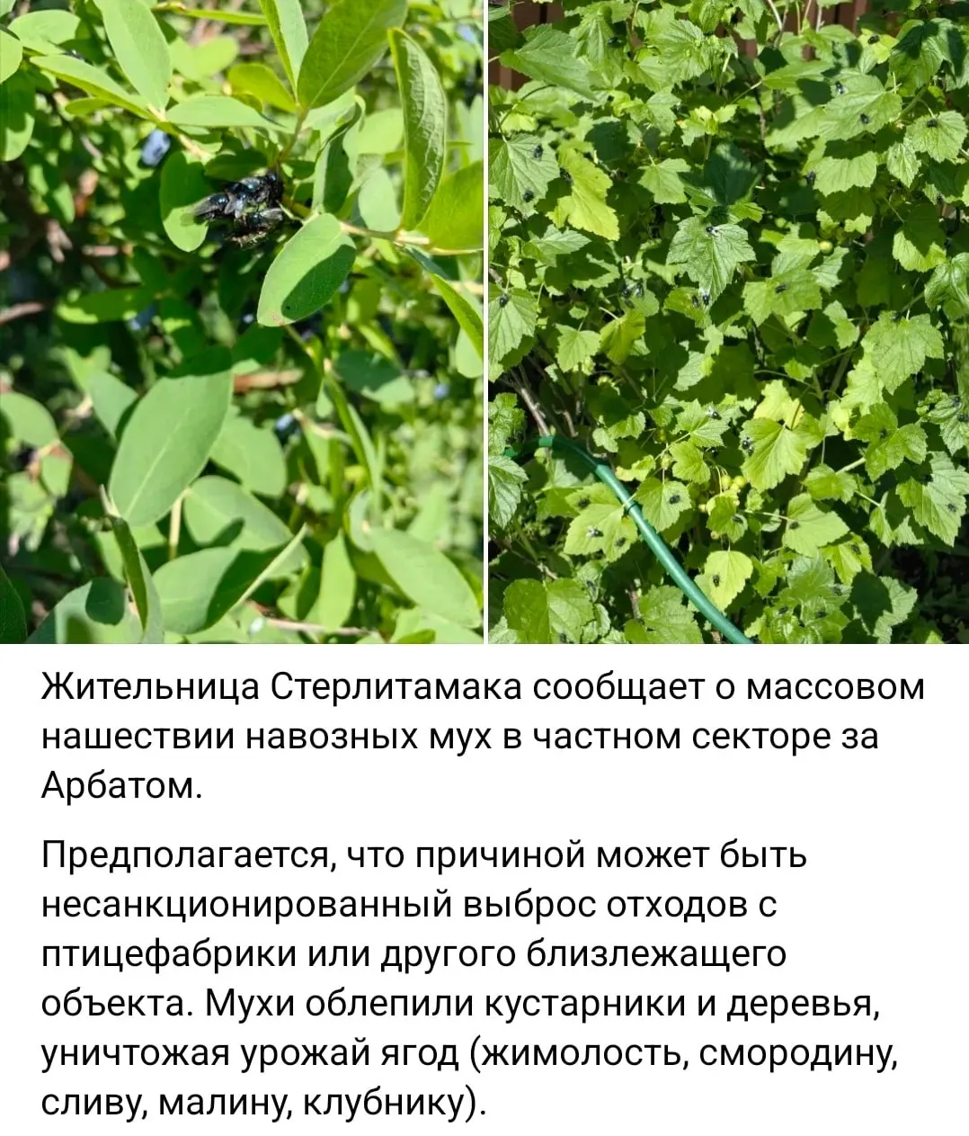 Насекомые массово появились в частном секторе Стерлитамака. Власти заявляют, что специалисты птицефабрики уже обрабатывают пометохранилище, а новое хранилище с системой переработки отходов планируют построить в 2026–2027 годах.