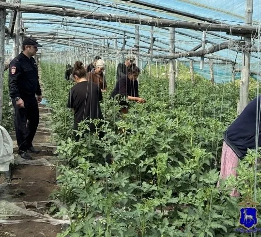 Во время рейда в тепличном комплексе Кинельского района проверили более 30 человек — 24 работали без разрешительных документов. На всех составили протоколы, полиция устанавливает, кто их нанял.