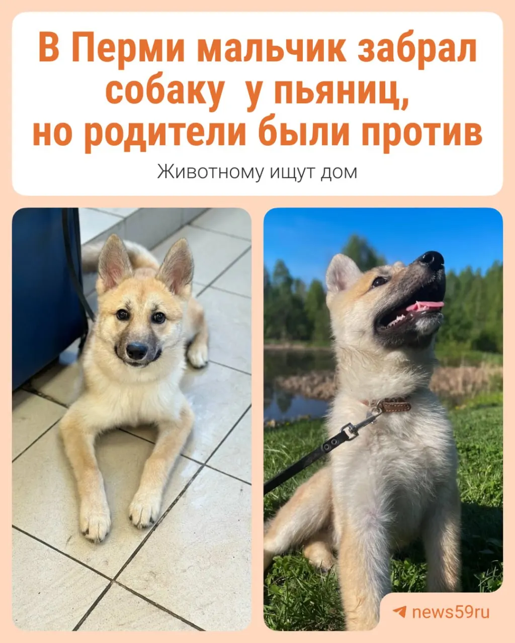 Мальчик подобрал на улице суку по кличке Акита‑Кита и привёз её домой, но родители потребовали отдать собаку. Ветеринары приняли животное и связались с приютом «Доброе сердце» — ищут новый дом.