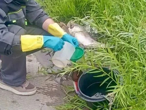 16 июня у села Аверьяновка в Богатовском районе Самарской области зафиксировали массовый мор рыбы. Пробы воды отобраны — видимых признаков загрязнения не обнаружено, проверку продолжат при наличии превышений.