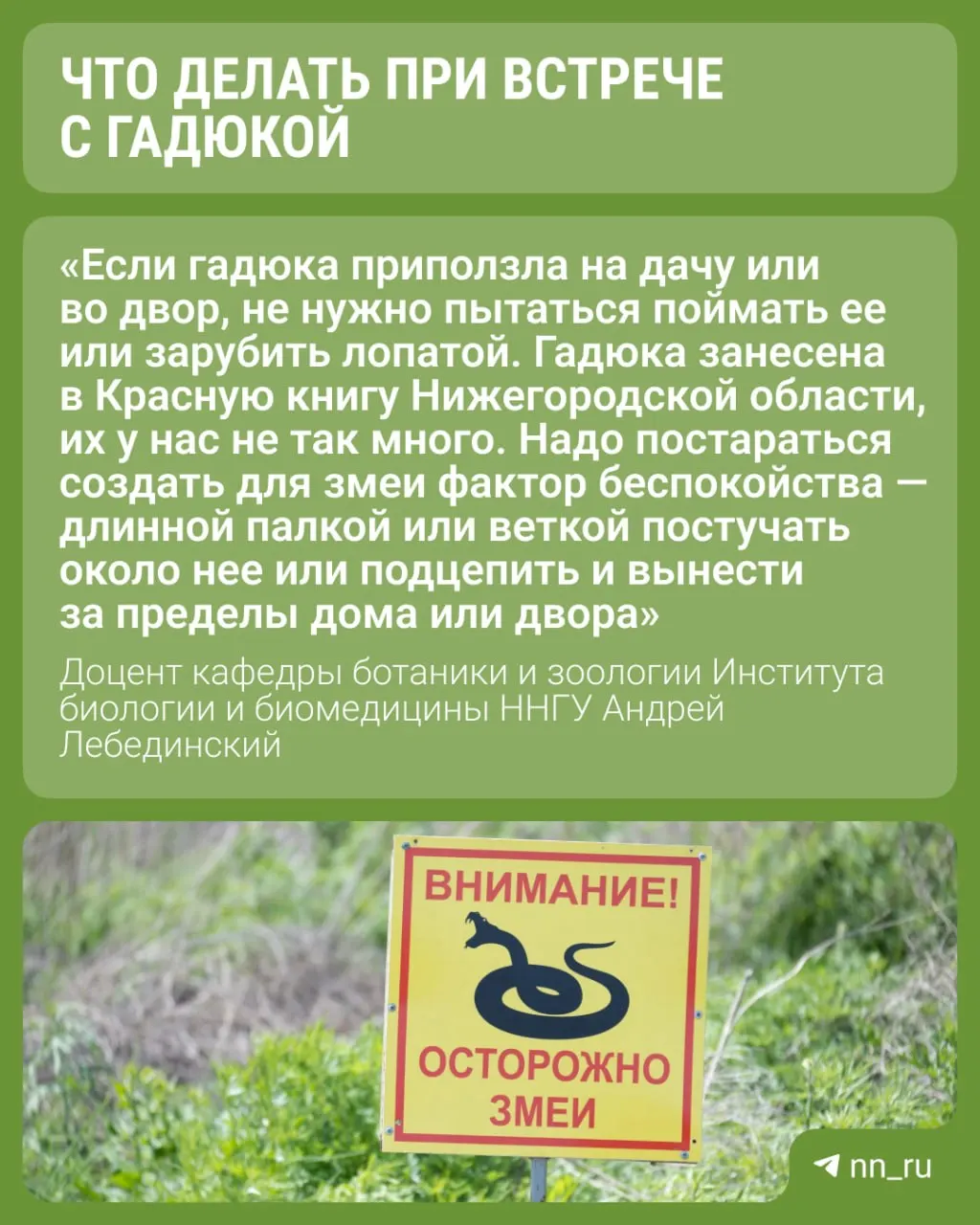 Доцент ННГУ Андрей Лебединский рассказывает, что гадюки не склонны к агрессии и объясняет, как снизить риск укуса в лесу.