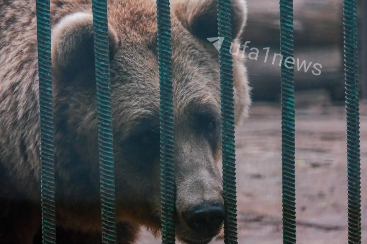 Идею построить зоопарк с прудами и водопадами в лесопарке Лесоводов отвергли из‑за карстовых провалов. Власти ищут альтернативную площадку.