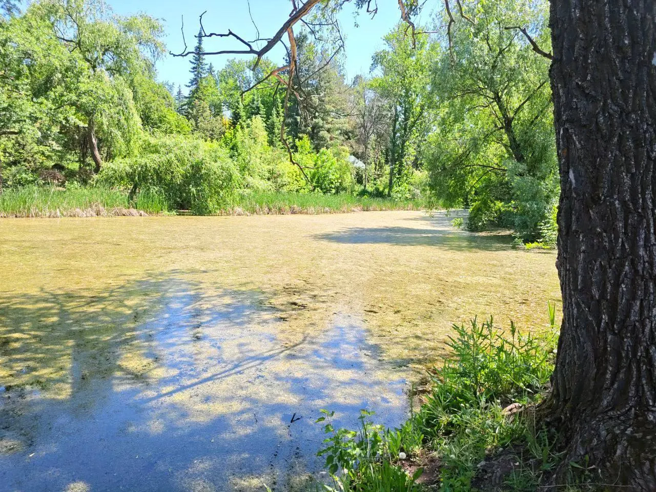 В нижнем пруду самарского ботсада массовое цветение водорослей: вода мутная, животные покинули водоём. Сотрудники связывают гибель пруда с нарушением грунта при прокладке тепломагистралей, попаданием реагентов и проблемами с канализацией.