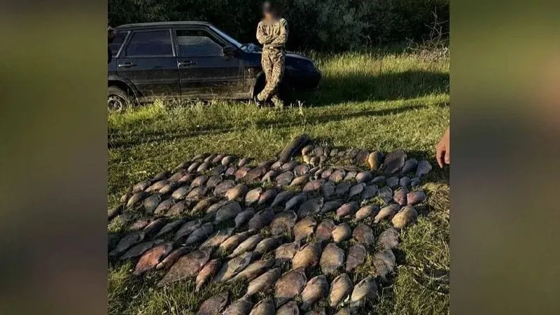 На берегу Волги рядом с селом Скатовка полицейские остановили двоих мужчин, ловивших рыбу сетями. Изъяли 129 кг рыбы, лодку, костюмы и сети; ущерб оценён в 112 750 рублей.