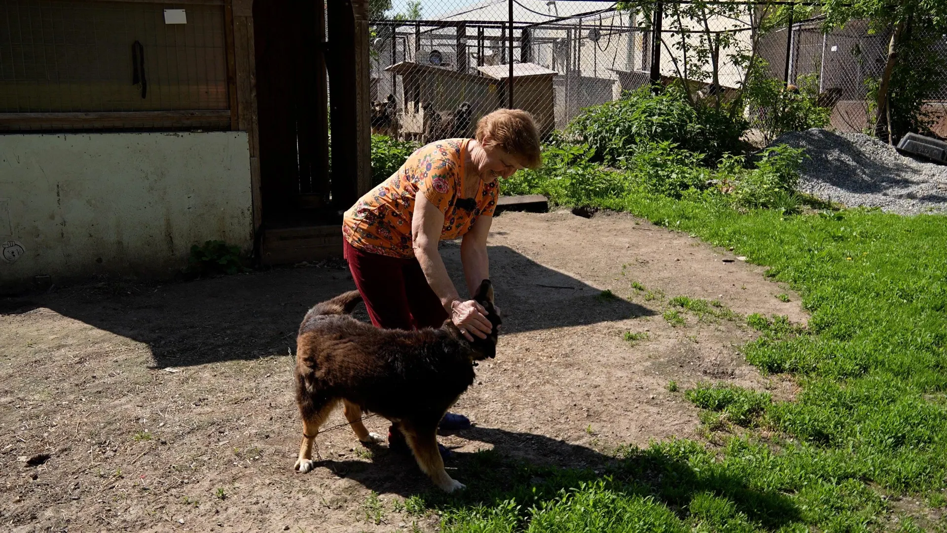 Галина Клебче основала приют для около 250 собак и практически всё это время живёт на его территории. Она ухаживает за животными вместе с волонтёрами и по ночам охраняет приют.