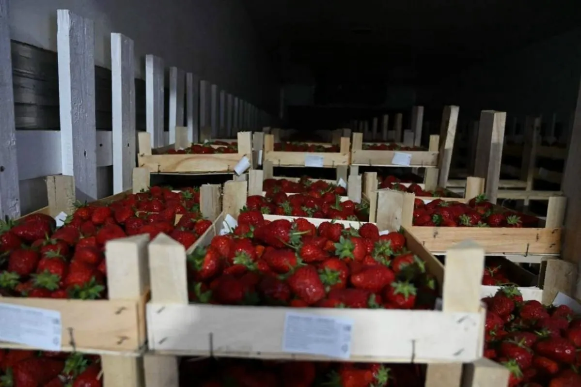 Партия свежей ягоды поступила 29 мая; с начала 2026 года в регион ввезено 44,4 т клубники из Киргизии — в 2,3 раза больше, чем за тот же период 2025 года.