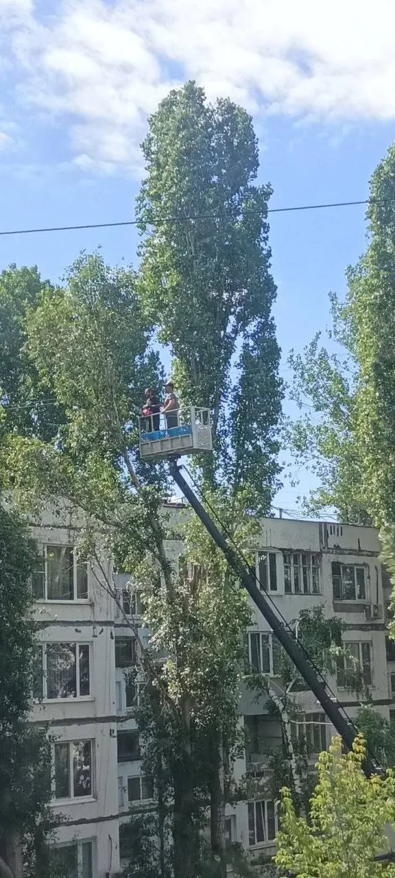 Местные жители сообщают, что в Куйбышевском районе вырубают целые ветви деревьев. По словам одной из горожанок, ранее срубили ветку с гнездом, где были птенцы.