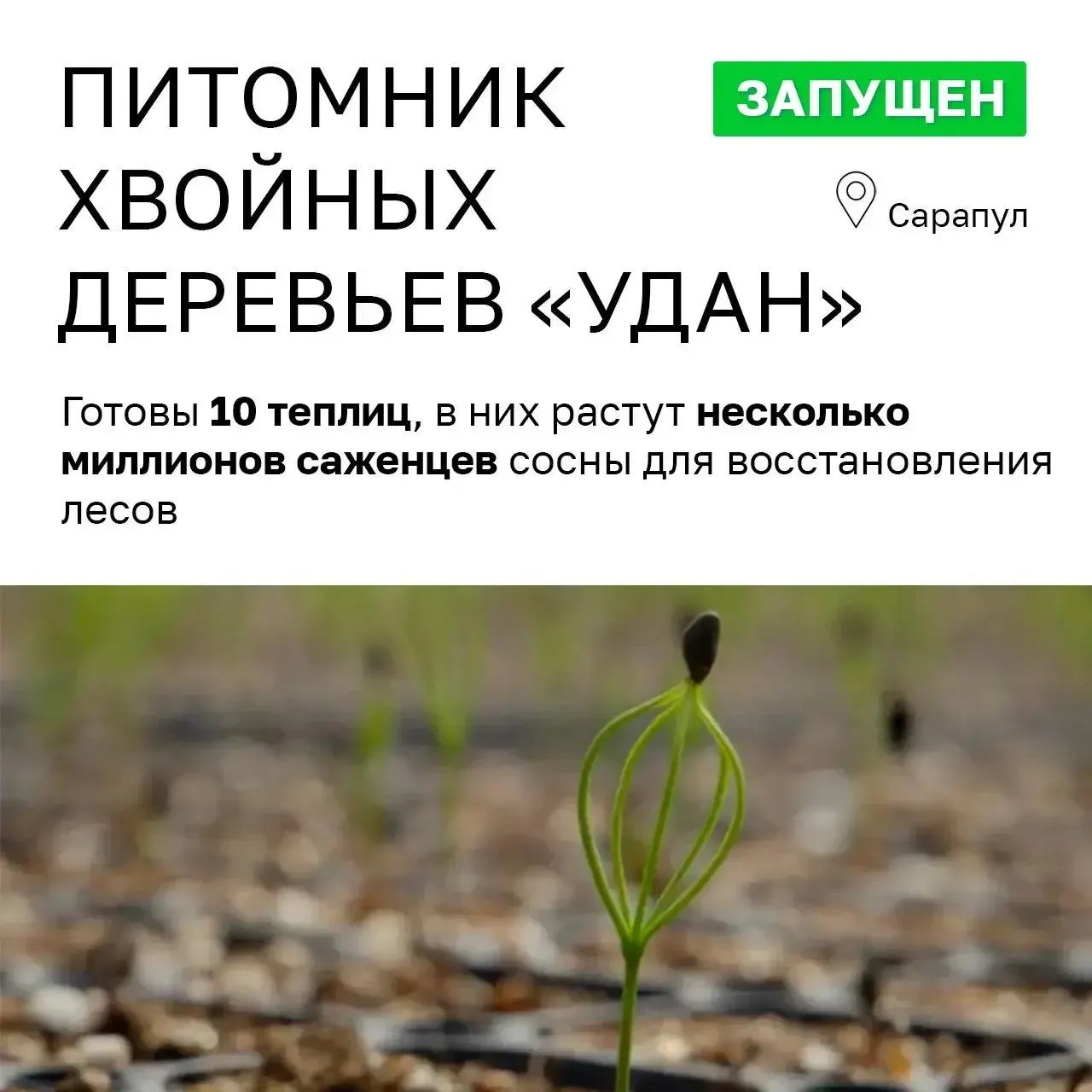 Питомник хвойных «УДАН», который представляли как инвестиционный проект, за годы работы показал незначительную выручку и вызвал вопросы о прозрачности собственности и реальной пользе для бюджета и жителей республики.
