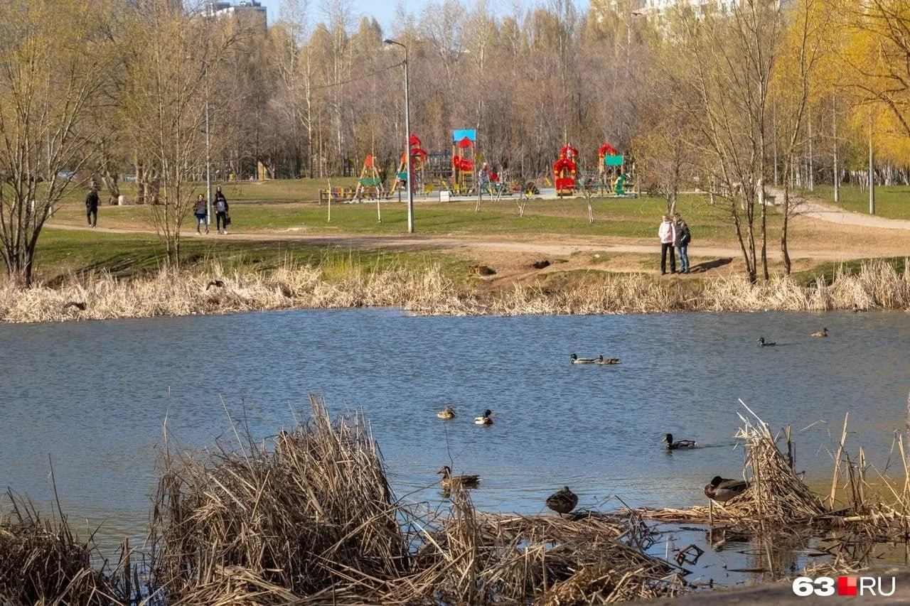 В план работ вошли очистка водоёмов в городском парке, Шишига, озера на Солнечной и в Дубках, а также берега Волги у Самары и Татьянки. На работы направили 22 млн рублей.