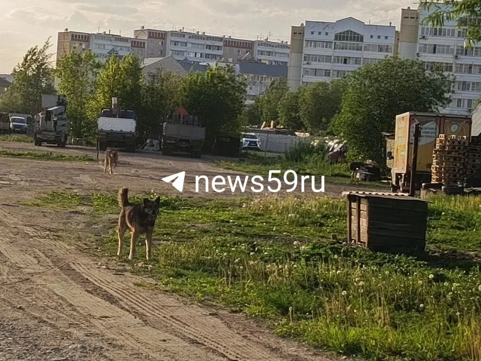 Ребёнок уже месяц лежит в больнице: пришитые ткани не прижились, развивается некроз. Ему предстоит пластическая операция и пересадка кожи.