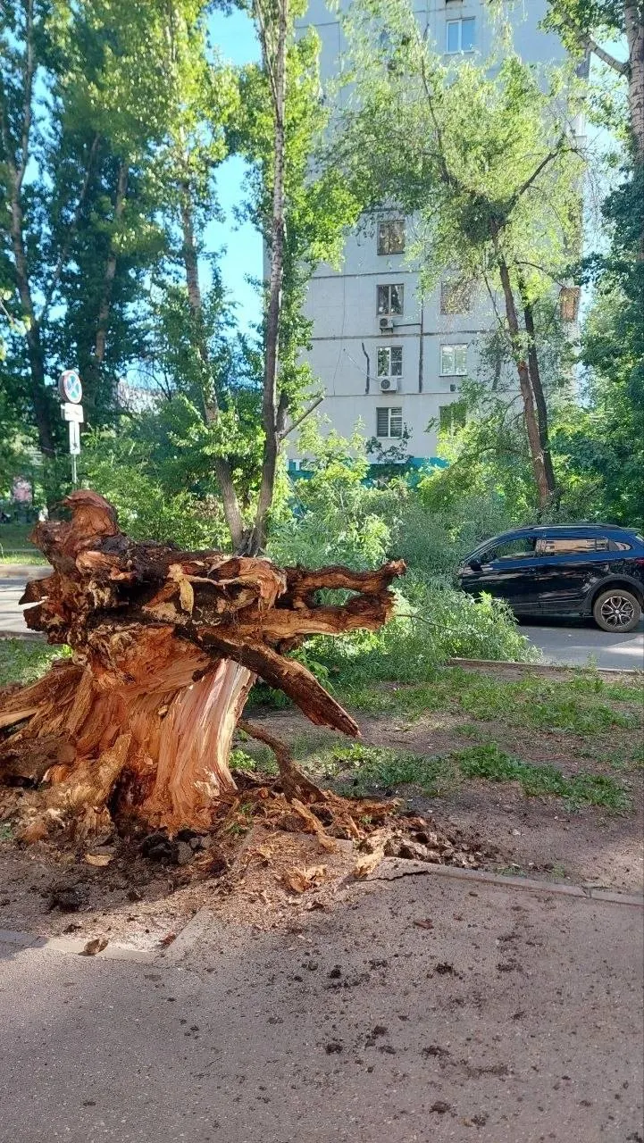 На пересечении с улицей Мичурина дерево рухнуло на дорогу и задело автомобиль. По словам очевидцев, пострадавших нет, на место приезжала скорая помощь.