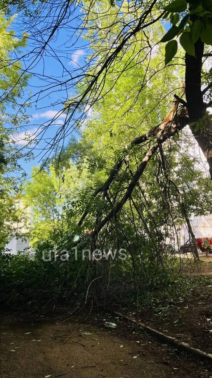 В&nbsp;Уфе&nbsp;две&nbsp;недели не&nbsp;убирают упавшее во&nbsp;дворе дерево