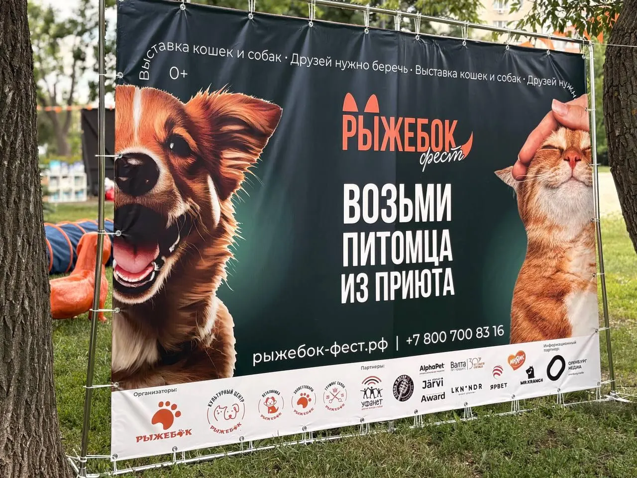 26 кошек и 7 собак из приютов обрели семьи на девятом «РыжебокФесте» — фестиваль помогает бездомным животным и меняет отношение горожан.