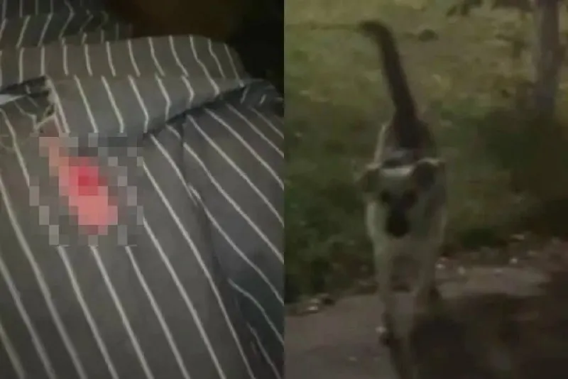 В&nbsp;Самаре стая бродячих собак напала на&nbsp;женщину, чуть не&nbsp;покусали ребёнка