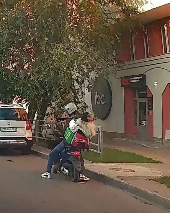 На углу Льва Толстого и Арцыбушевской заметили курьера, у которого в коробе вместо еды находилась собака — прохожие отреагировали шутками.