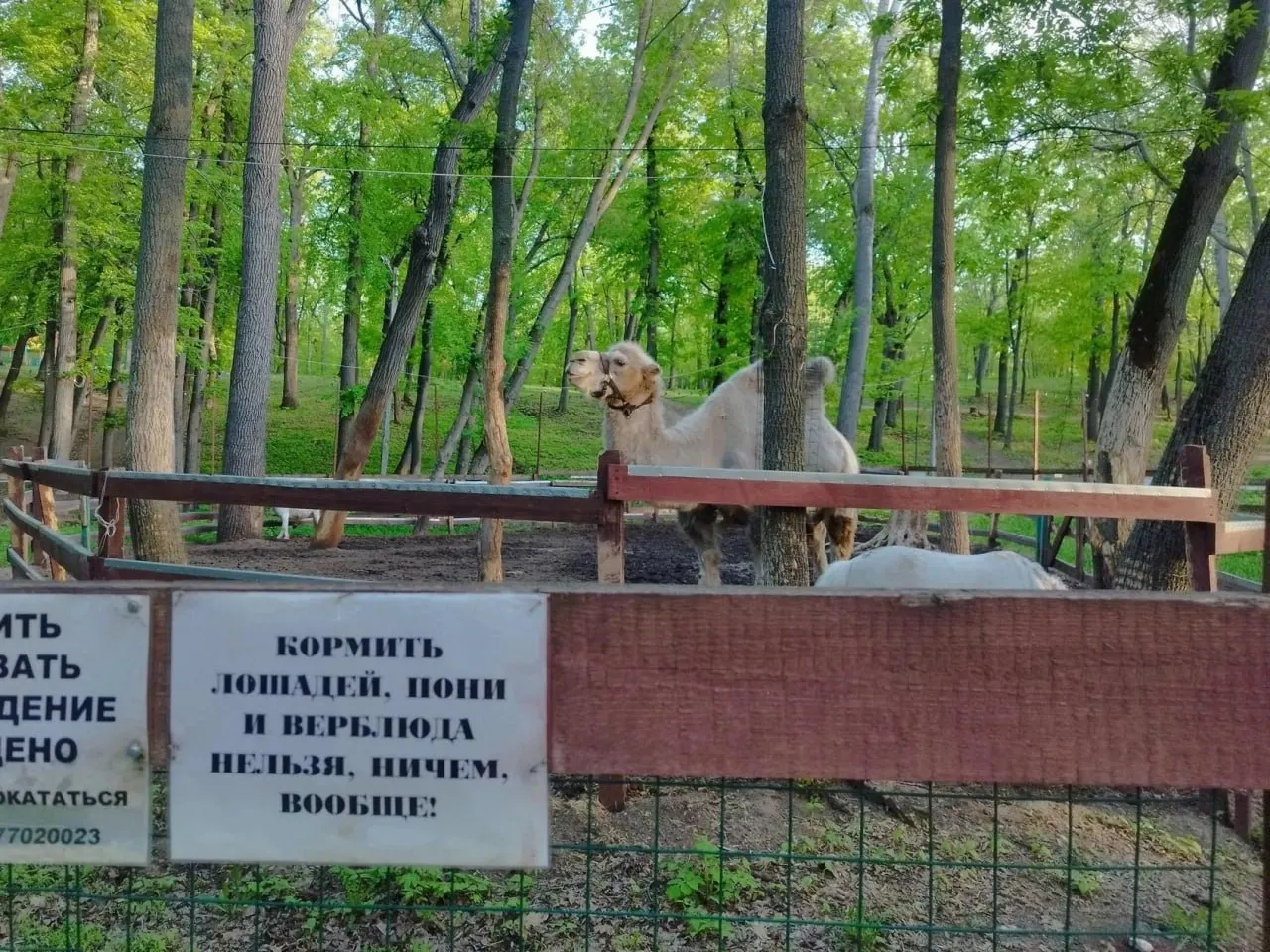 Животное убрали из уличного вольера из‑за затянувшейся линьки. Сотрудники парка утверждают, что верблюд здоров, когда снова появится на публике — неизвестно.