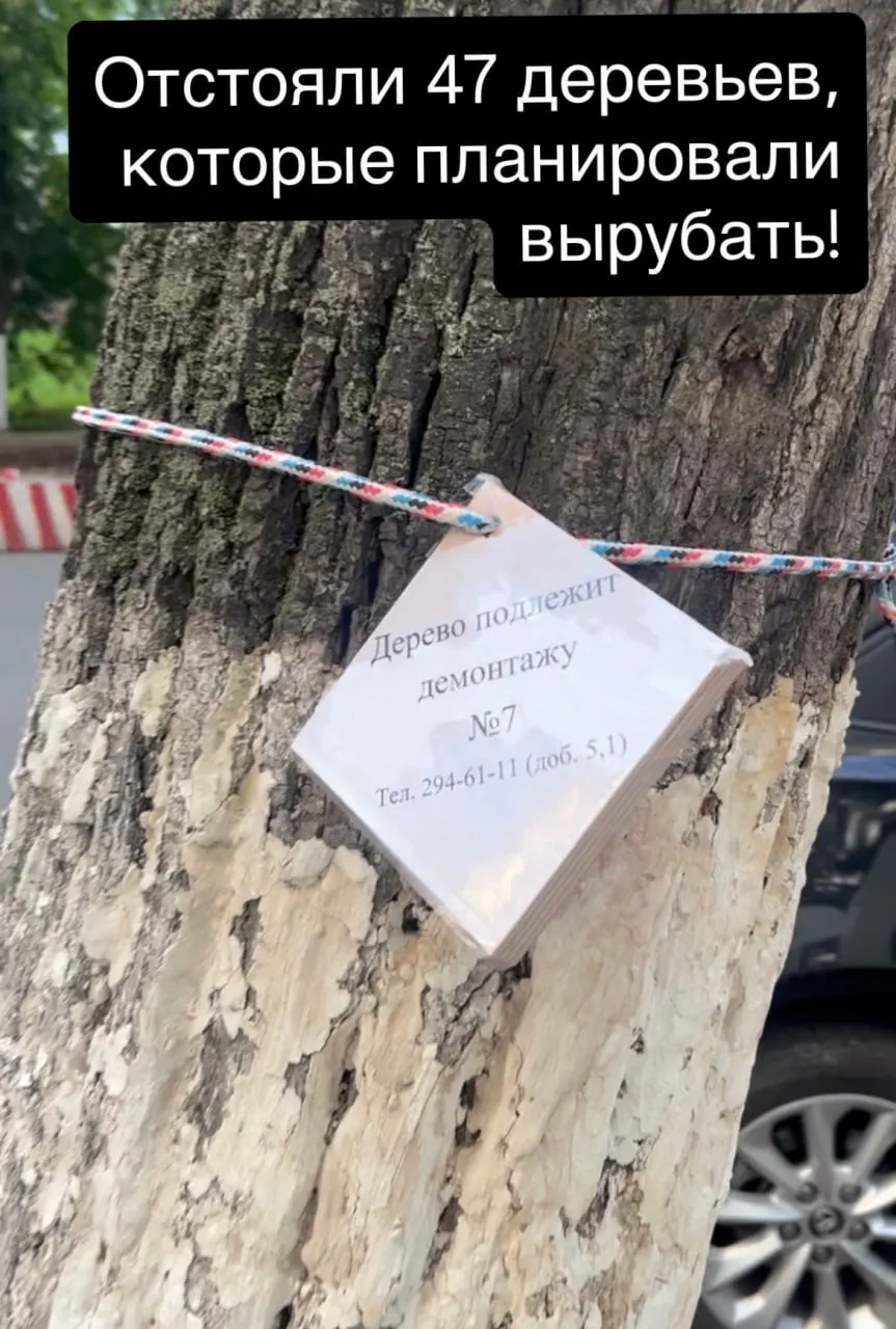 Горожане добились приостановки работ: под снос оставили только 10 аварийных деревьев, остальные оградили и сохранили. Инициативная группа попросила мэрию заранее информировать о запланированных вырубках и контролировать подрядчиков.