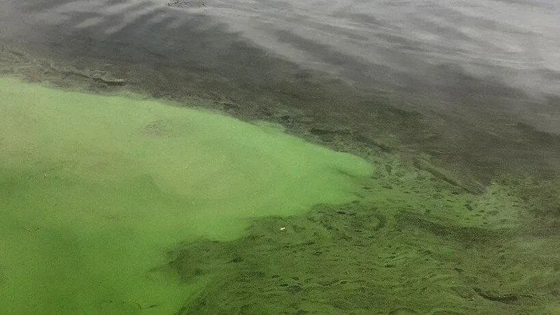 Жители набережной отмечают разрастание водорослей, накопление мусора и запах болота в акватории Волги; они обратились к главе города с просьбой организовать уборку и нейтрализацию запаха.