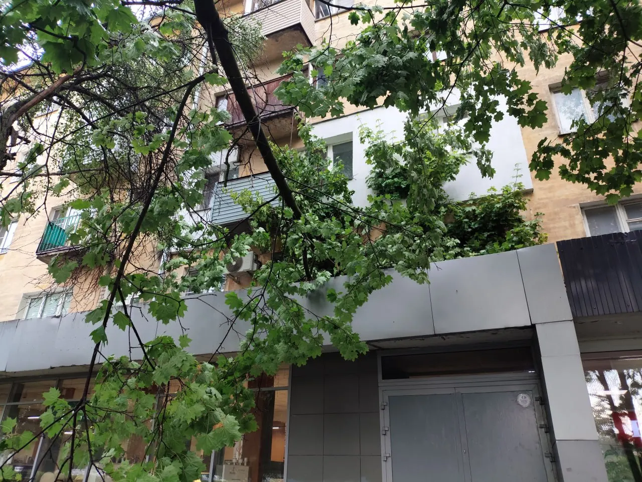 Жители жалуются, что на проспекте Гагарина и улице Вологдина поваленные деревья закрыли окна и нависли над подъездами и проезжей частью, а обращения в жилищные службы остаются без реакции.