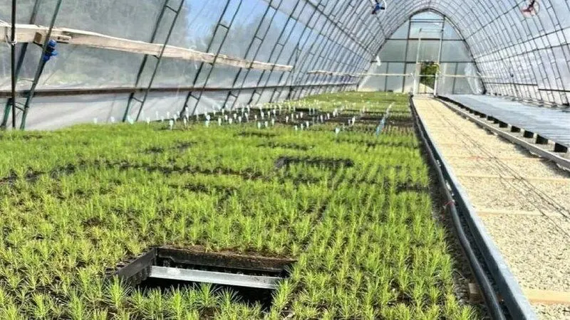 В Красноармейском лесхозе установили новое оборудование и организовали линию по переработке шишек, что позволило удвоить ежегодный выпуск сеянцев до 300 тысяч.
