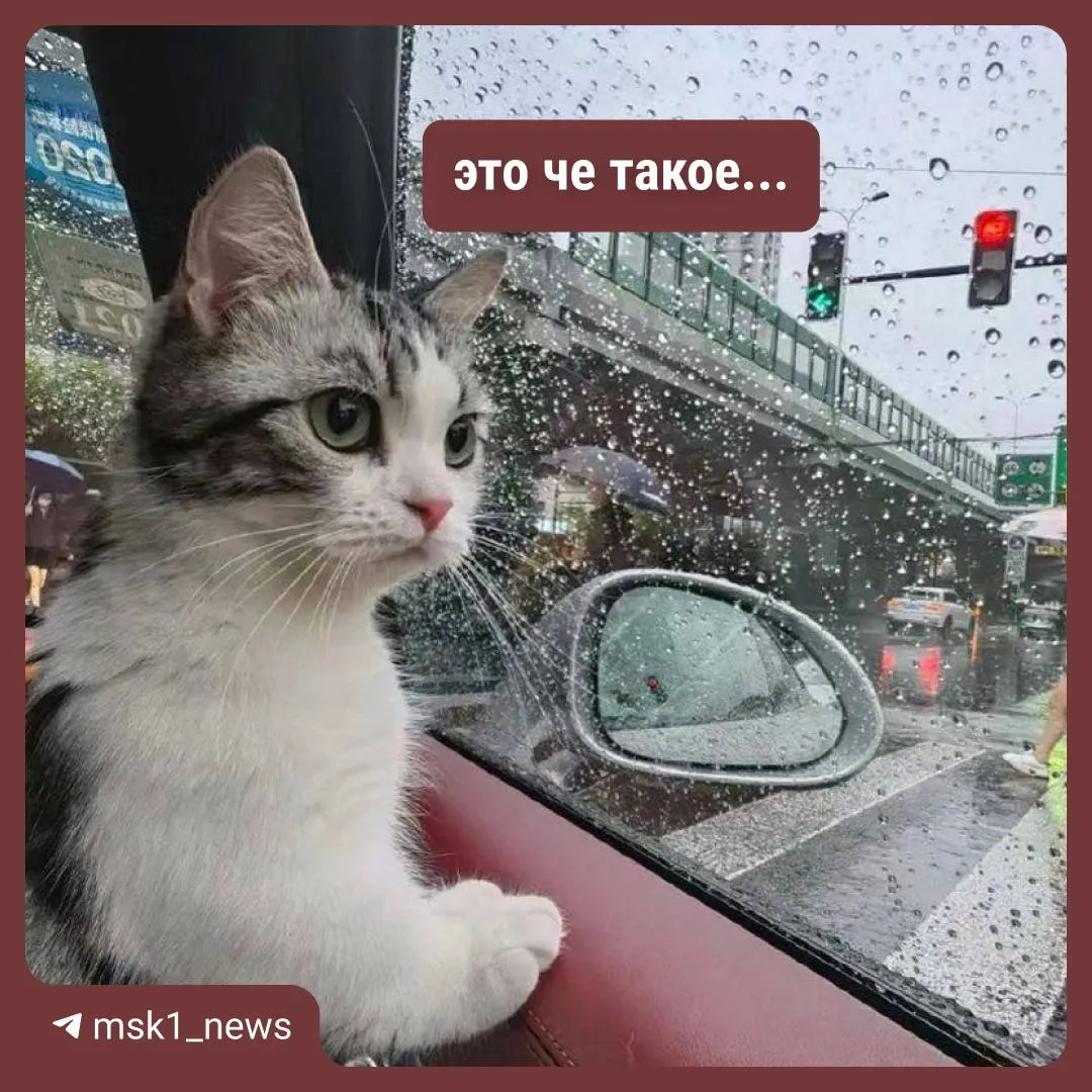 Утренний прогноз: в Перми ожидаются дожди и грозы, при дневной температуре около +20 °C.