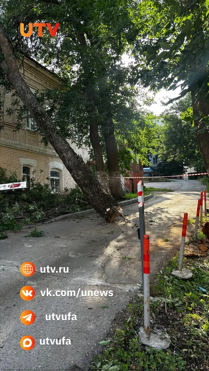 На пересечении улиц Коммунистической и Цюрупы заметили несколько спиленных деревьев, оставленных прямо на дороге. Причины и обстоятельства инцидента пока неизвестны.