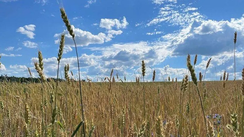 В регионе намолочено более 500 тысяч тонн озимых зерновых: у Пугачёвского района — 83,9 тыс. тонн, далее Энгельсский и Краснокутский районы.