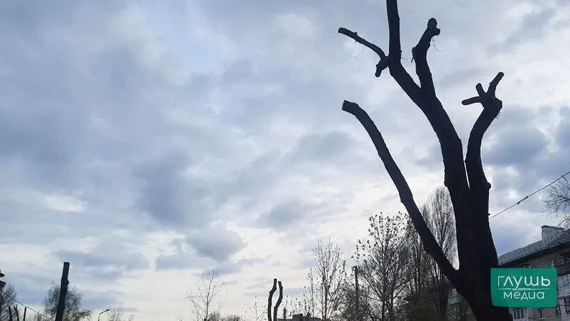 Закупка на выполнение работ в зоне воздушных линий предусматривает омолаживающую обрезку деревьев диаметром свыше 50 см, спил и последующую посадку новых насаждений; срок выполнения — до 30 октября 2026 года.