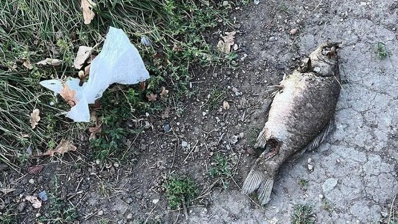 После гибели рыбы в прудах городского парка власти запланировали аэрацию и обновление территории к осени.