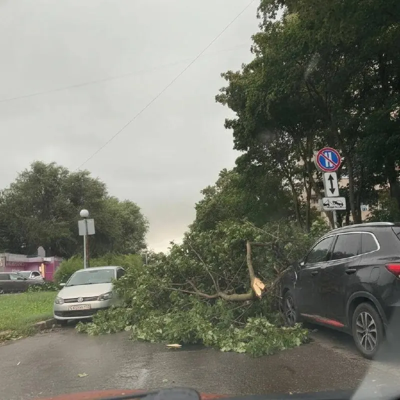 В городе Тольятти крупное дерево упало на автомобиль, повредив лобовое стекло. Инцидент уточняется.