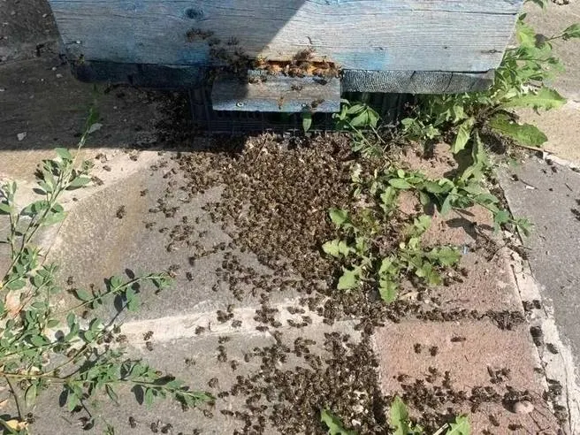 В Аргаяшском районе Челябинской области после обработки полей без предупреждения пасечников погибло миллионы пчёл. Расследование показало применение опасных химикатов и нарушение требований к учёту пестицидов.
