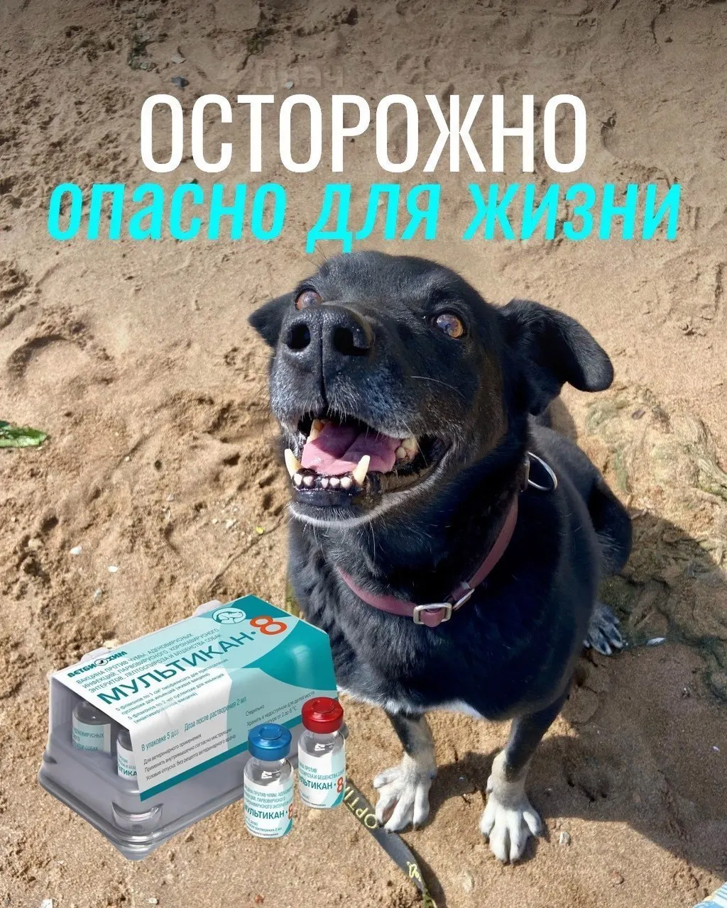 После вакцинации у некоторых собак возникли тяжёлые реакции, часть животных погибла. Партия вакцины отозвана и направлена на проверку; предварительных выводов о причине пока нет.