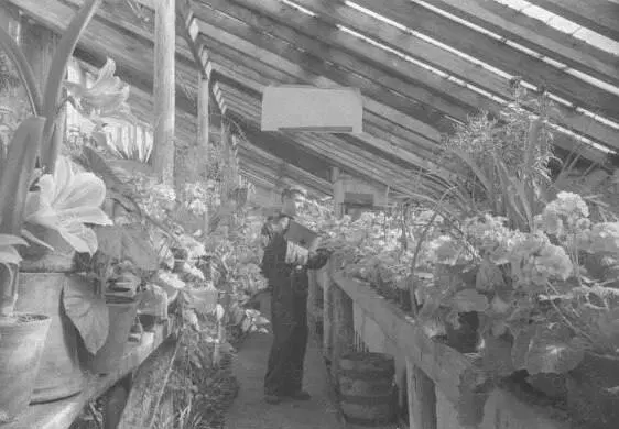Ботаническому саду в Самаре исполнилось 94 года. Он был основан 1 августа 1932 года на площади 40 гектаров при Институте по изучению и охране природы Средневолжского края.