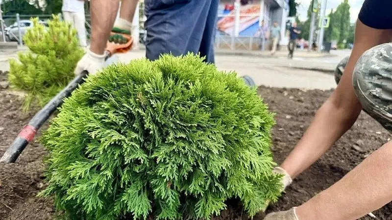 После завершения работ в парке планируют посадить около ста деревьев, в числе которых 47 дубов, и создать декоративные зоны с тысячами кустарников и луковичных.