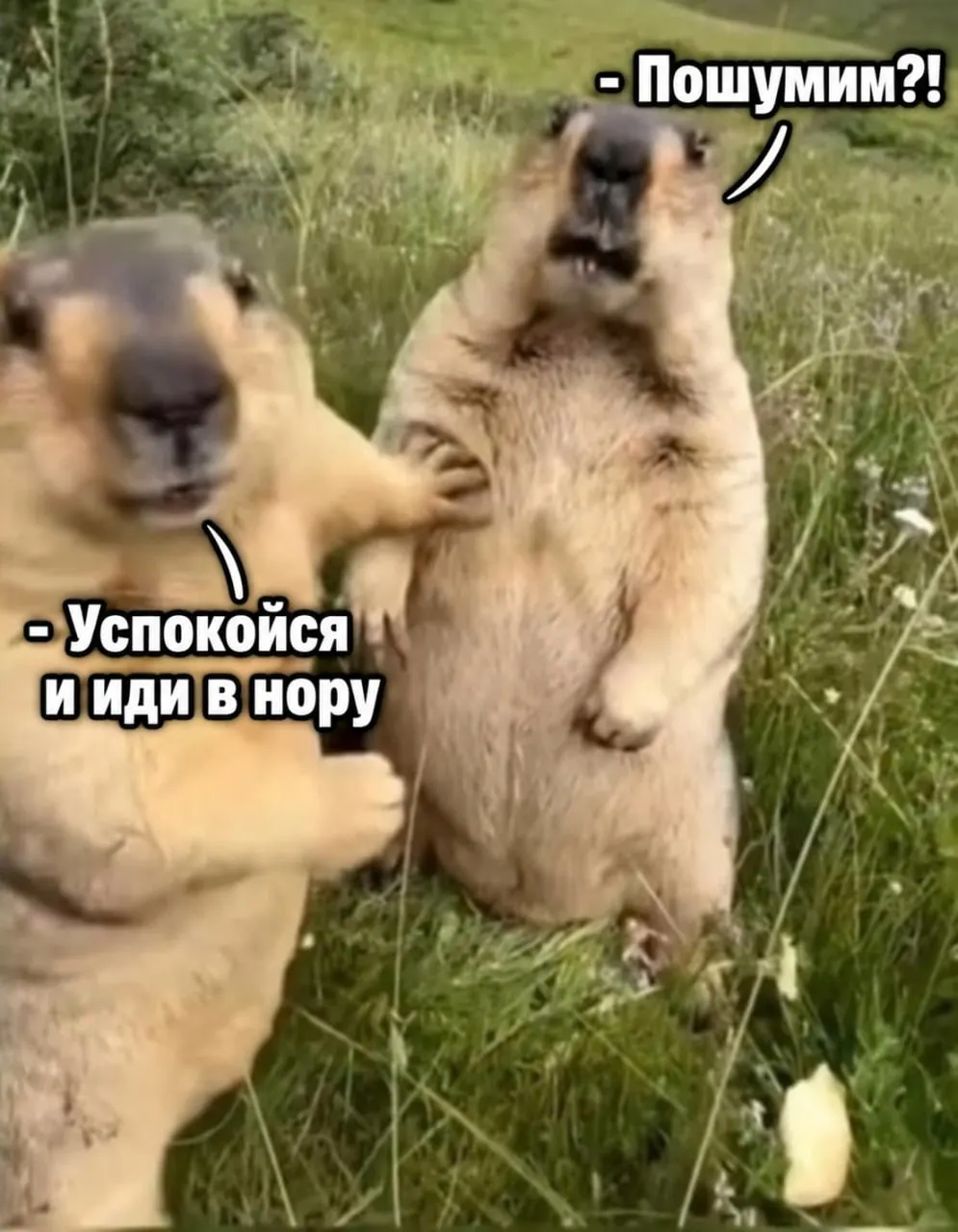 Сурки заняли норы и впали в спячку. Минприроды региона призывает жителей не шуметь возле их жилищ и не будить зверьков, чтобы сохранить их здоровье.